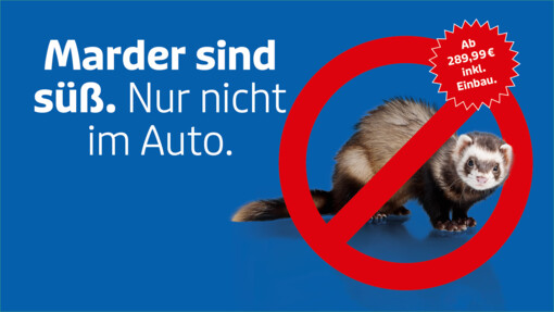 Marder sind süß. Nur nicht im Auto.